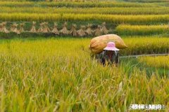 在农村有辆车有几亩地的情况下，做什么能保证不愁吃喝