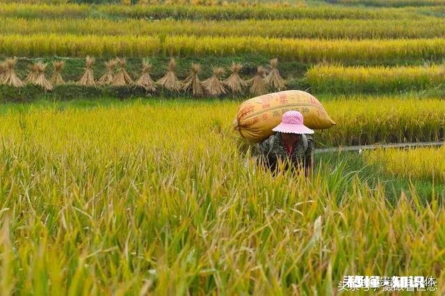 在农村有辆车有几亩地的情况下，做什么能保证不愁吃喝