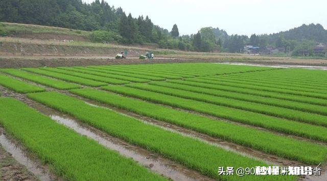 在农村有辆车有几亩地的情况下，做什么能保证不愁吃喝