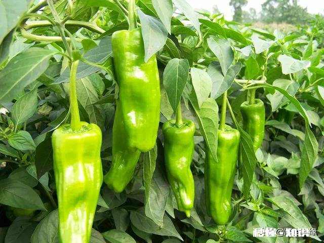 在农村有辆车有几亩地的情况下，做什么能保证不愁吃喝