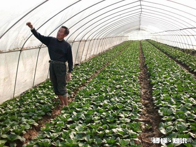 在农村有辆车有几亩地的情况下，做什么能保证不愁吃喝