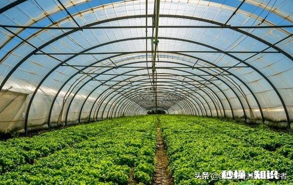 在农村有辆车有几亩地的情况下，做什么能保证不愁吃喝