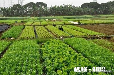 在农村有辆车有几亩地的情况下，做什么能保证不愁吃喝