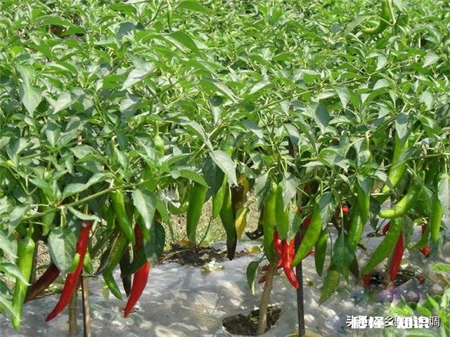 在农村有辆车有几亩地的情况下，做什么能保证不愁吃喝