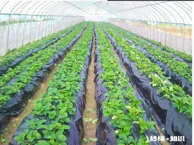 地膜除草效果怎么样