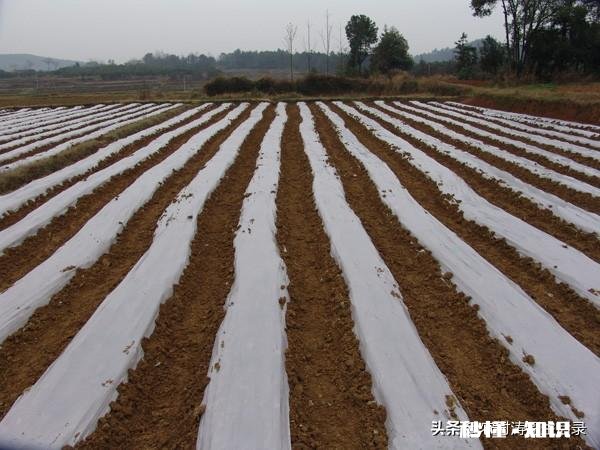地膜除草效果怎么样