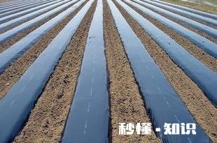 地膜除草效果怎么样