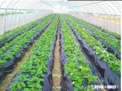 地膜除草效果怎么样