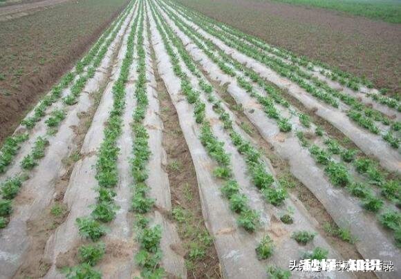 地膜除草效果怎么样