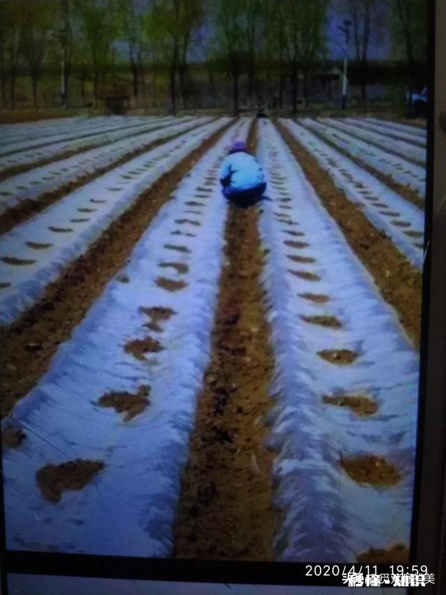 地膜除草效果怎么样