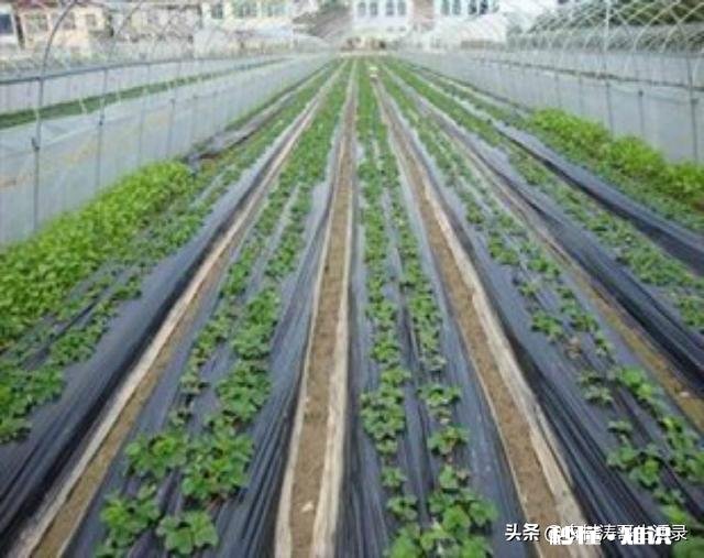 地膜除草效果怎么样