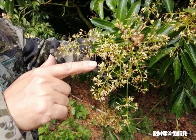 荔枝开花如何利用蜜蜂授粉呢要注意什么事项