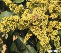 荔枝开花如何利用蜜蜂授粉呢要注意什么事项