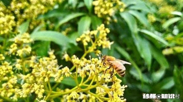 荔枝开花如何利用蜜蜂授粉呢要注意什么事项