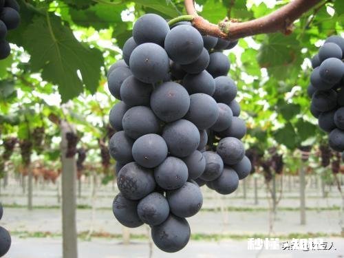 请分析什么原因造成葡萄大小粒，不成串