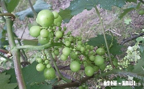 请分析什么原因造成葡萄大小粒，不成串
