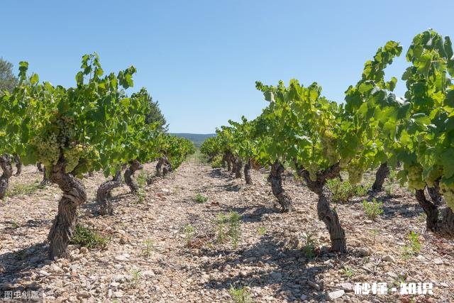 请分析什么原因造成葡萄大小粒，不成串