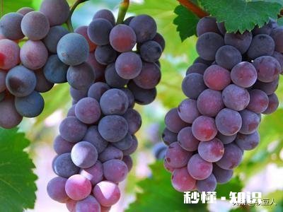 请分析什么原因造成葡萄大小粒，不成串