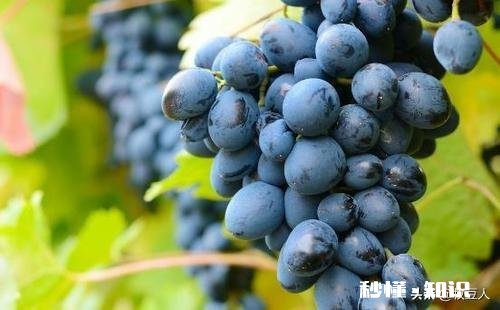 请分析什么原因造成葡萄大小粒，不成串