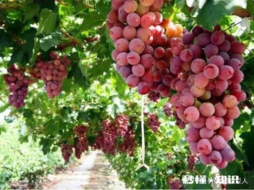 请分析什么原因造成葡萄大小粒，不成串