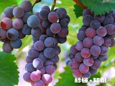 请分析什么原因造成葡萄大小粒，不成串