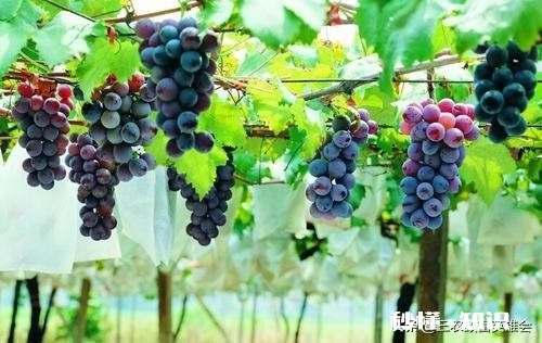 请分析什么原因造成葡萄大小粒，不成串