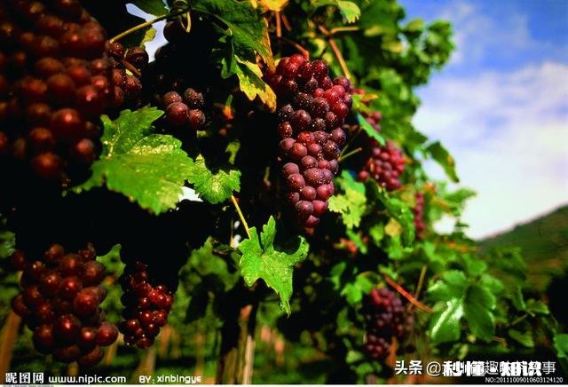 请分析什么原因造成葡萄大小粒，不成串