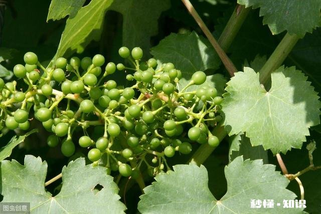 请分析什么原因造成葡萄大小粒，不成串