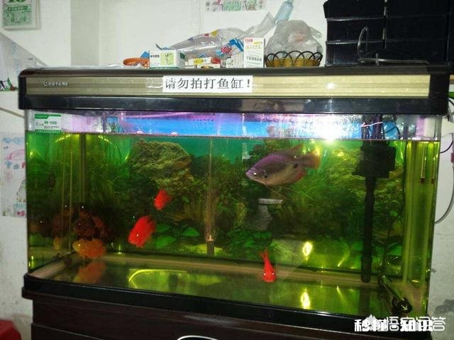 鱼缸里的水是茶色的，是怎么回事如何处理