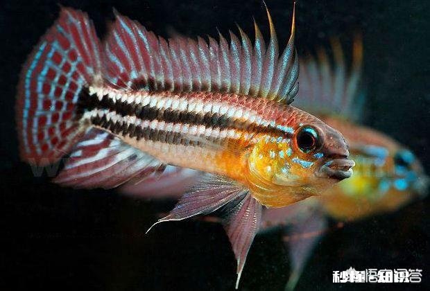 鱼缸里的水是茶色的，是怎么回事如何处理