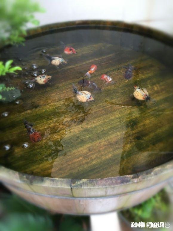 鱼缸里的水是茶色的，是怎么回事如何处理