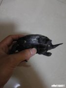 乌龟眼睛睁不开，左前肢发白是什么原因