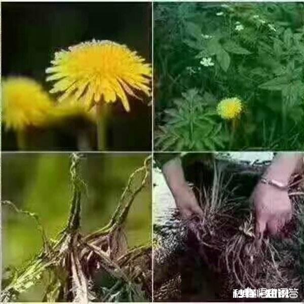 蒲公英根和叶哪个好，蒲公英根的功效有哪些