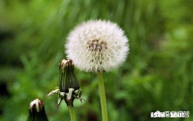 蒲公英根和叶哪个好，蒲公英根的功效有哪些
