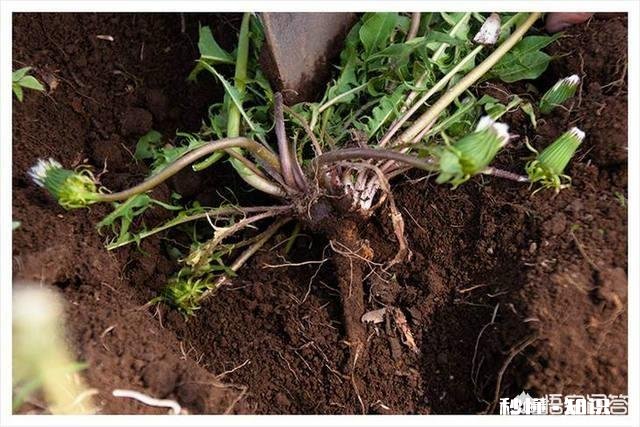 蒲公英根和叶哪个好，蒲公英根的功效有哪些