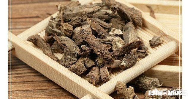 蒲公英根和叶哪个好，蒲公英根的功效有哪些