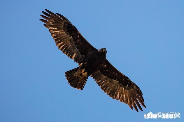 为什么一个个体基因突变都能算进化