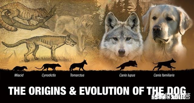 为什么一个个体基因突变都能算进化