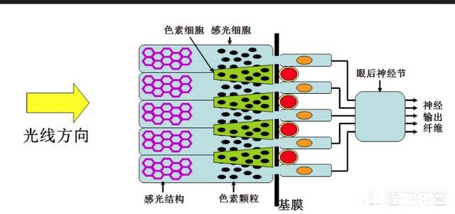 为什么一个个体基因突变都能算进化
