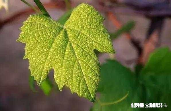 葡萄叶片三十公分大好吗