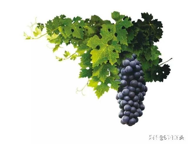 葡萄叶片三十公分大好吗