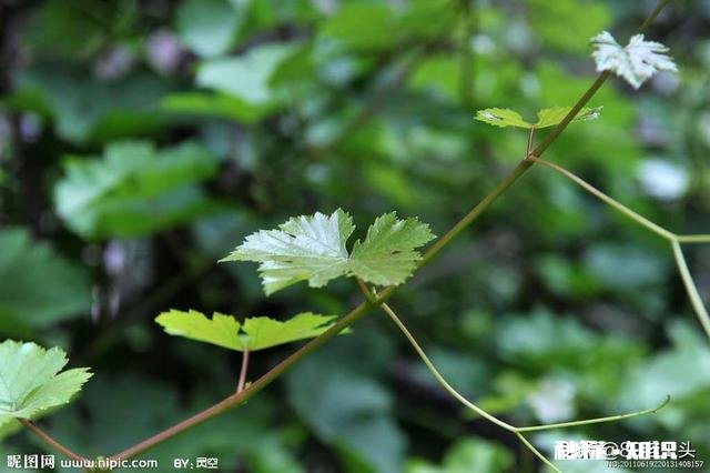 葡萄叶片三十公分大好吗