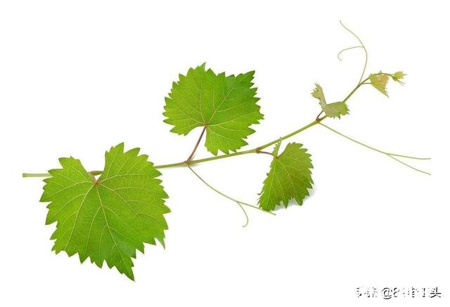 葡萄叶片三十公分大好吗