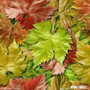 葡萄叶片三十公分大好吗