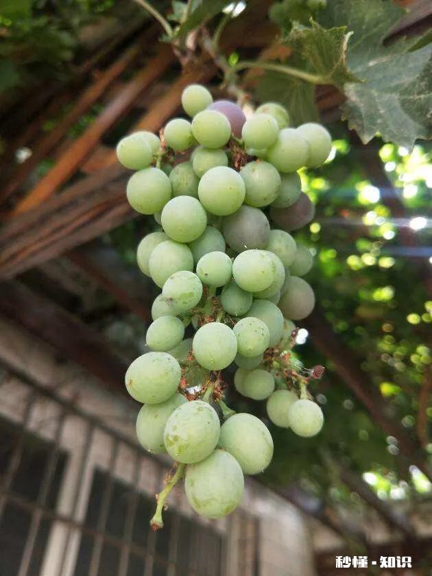 葡萄叶片三十公分大好吗