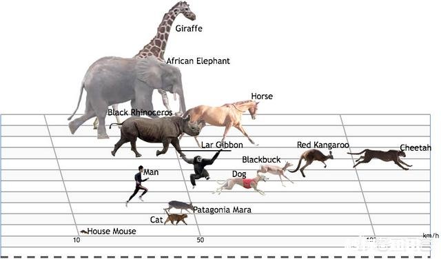 人类有哪些超越其他生物的身体优势