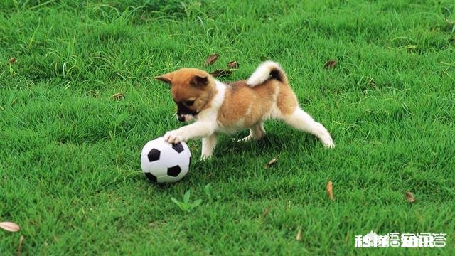 人类有哪些超越其他生物的身体优势