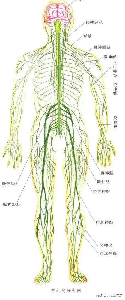 人类有哪些超越其他生物的身体优势