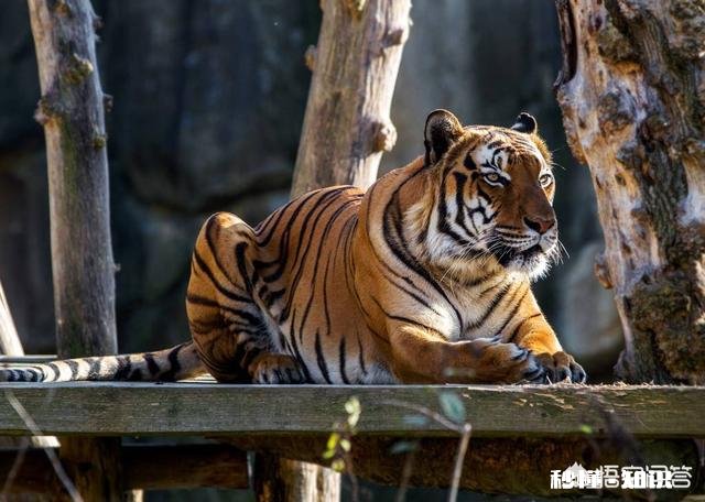 人类有哪些超越其他生物的身体优势