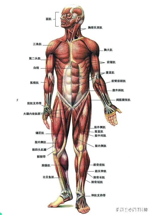 人类有哪些超越其他生物的身体优势